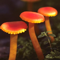 非人物:QQ空间唯美静物头像:蘑菇头像图片_WWW.TQQA.COM