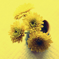 QQ空间静态唯美花头像:花海的世界_WWW.TQQA.COM