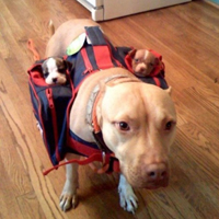 可爱喵星人+汪星人头像:可爱猫咪头像大全送给萌_WWW.TQQA.COM