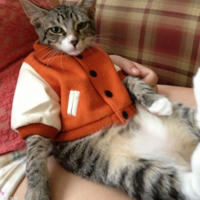 可爱喵星人+汪星人头像:可爱猫咪头像大全送给萌_WWW.TQQA.COM