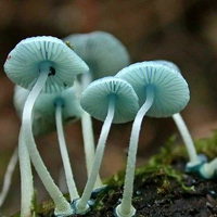 非人物:QQ空间唯美静物头像:蘑菇头像图片_WWW.TQQA.COM