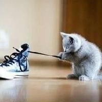 抱着猫咪的QQ女生头像:不会把爱当游戏_WWW.TQQA.COM