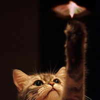 可爱猫猫qq头像:家里有只卖萌猫猫_WWW.TQQA.COM