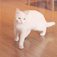 可爱喵星人+汪星人头像:可爱猫咪头像大全送给萌_WWW.TQQA.COM