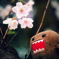 爱情就像凋落的玫瑰:静物唯美头像:花的世界_WWW.TQQA.COM