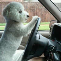 可爱喵星人+汪星人头像:可爱猫咪头像大全送给萌_WWW.TQQA.COM