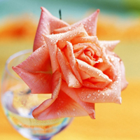 爱情就像凋落的玫瑰:静物唯美头像:花的世界_WWW.TQQA.COM