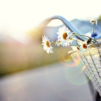 静物花唯美qq头像:爱擦身而过_WWW.TQQA.COM