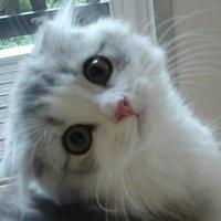 可爱猫咪qq头像:猫咪卖萌无罪_WWW.TQQA.COM