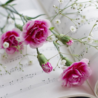 爱情就像凋落的玫瑰:静物唯美头像:花的世界_WWW.TQQA.COM