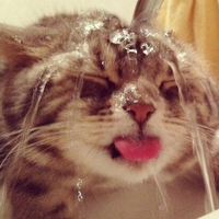 可爱猫猫qq头像:家里有只卖萌猫猫_WWW.TQQA.COM