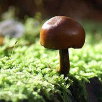 非人物:QQ空间唯美静物头像:蘑菇头像图片_WWW.TQQA.COM