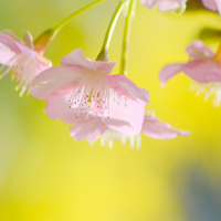 爱情就像凋落的玫瑰:静物唯美头像:花的世界_WWW.TQQA.COM