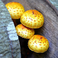 非人物:QQ空间唯美静物头像:蘑菇头像图片_WWW.TQQA.COM