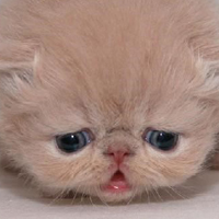 可爱猫猫qq头像:家里有只卖萌猫猫_WWW.TQQA.COM
