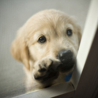 可爱喵星人+汪星人头像:可爱猫咪头像大全送给萌_WWW.TQQA.COM