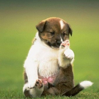 可爱喵星人+汪星人头像:可爱猫咪头像大全送给萌_WWW.TQQA.COM