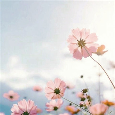 微信头像图片大全清新_WWW.TQQA.COM