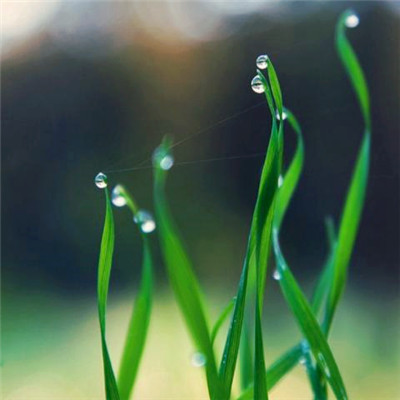 微信头像图片大全清新_WWW.TQQA.COM