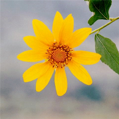 微信头像图片大全清新_WWW.TQQA.COM