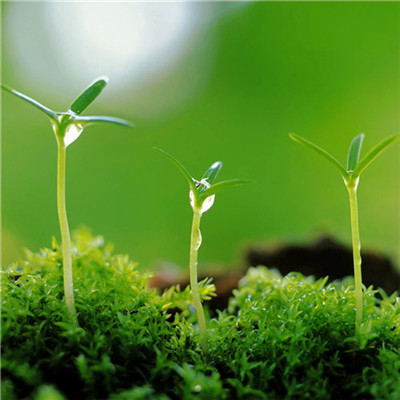 微信头像图片大全清新_WWW.TQQA.COM