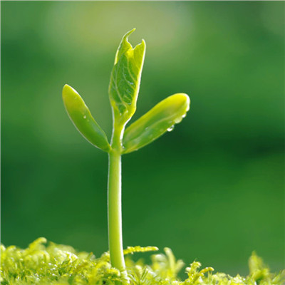 微信头像图片大全清新_WWW.TQQA.COM