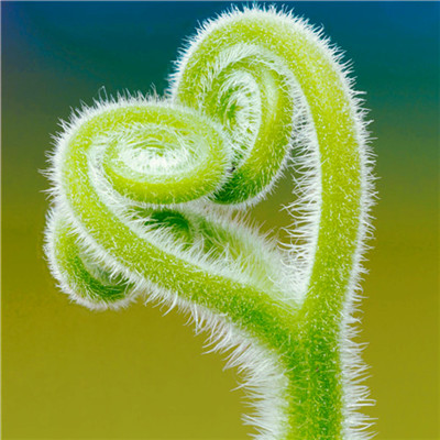 微信头像图片大全清新_WWW.TQQA.COM