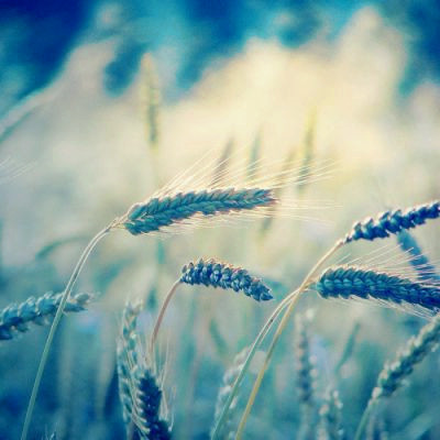 微信头像图片大全清新_WWW.TQQA.COM