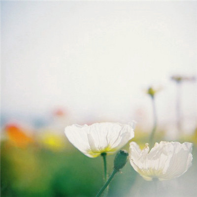 微信头像图片大全清新_WWW.TQQA.COM