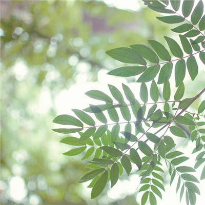 微信头像图片大全清新_WWW.TQQA.COM