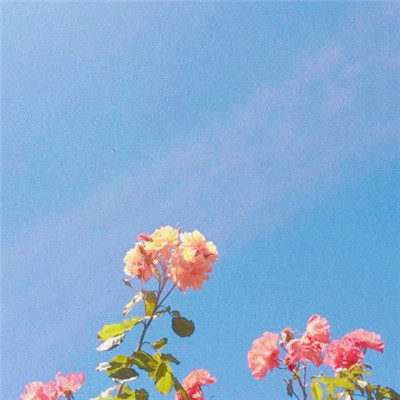 微信头像图片大全清新_WWW.TQQA.COM