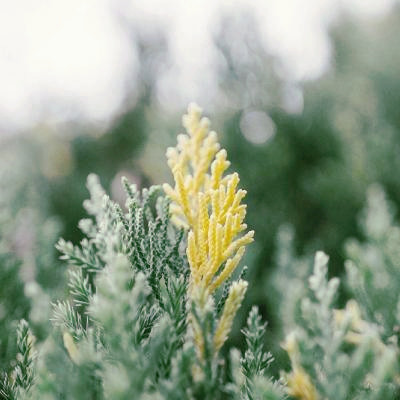 微信头像图片大全清新_WWW.TQQA.COM