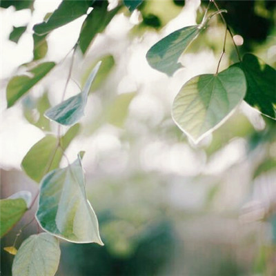 微信头像图片大全清新_WWW.TQQA.COM