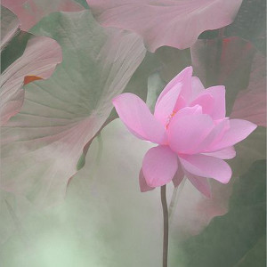 禅意头像图片大全_WWW.TQQA.COM