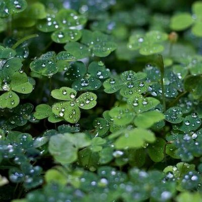 四叶草头像唯美清纯_WWW.TQQA.COM