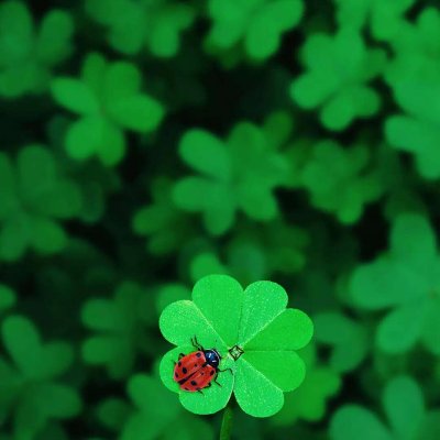 四叶草头像唯美清纯_WWW.TQQA.COM