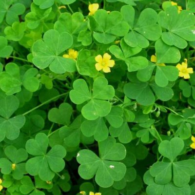 四叶草头像唯美清纯_WWW.TQQA.COM