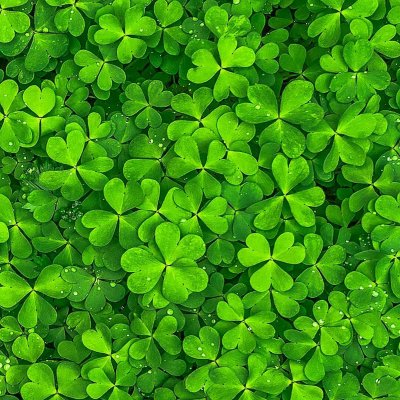 四叶草头像唯美清纯_WWW.TQQA.COM