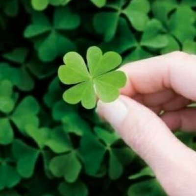 四叶草头像唯美清纯_WWW.TQQA.COM