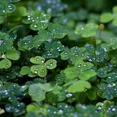 四叶草头像唯美清纯_WWW.TQQA.COM