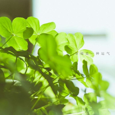 四叶草头像唯美清纯_WWW.TQQA.COM