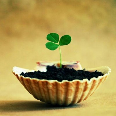 四叶草头像唯美清纯_WWW.TQQA.COM