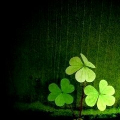 四叶草头像唯美清纯_WWW.TQQA.COM