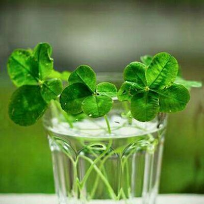 四叶草头像唯美清纯_WWW.TQQA.COM