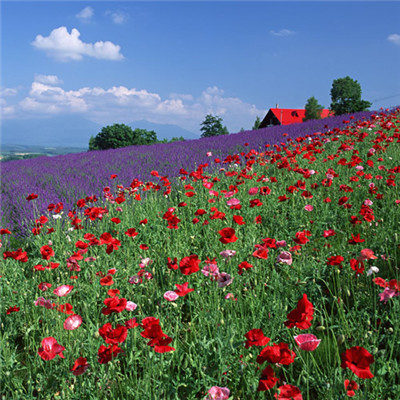 能带来财运的微信头像_WWW.TQQA.COM