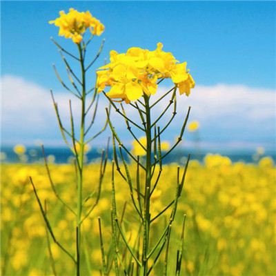 能带来财运的微信头像_WWW.TQQA.COM