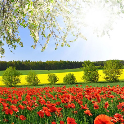 能带来财运的微信头像_WWW.TQQA.COM