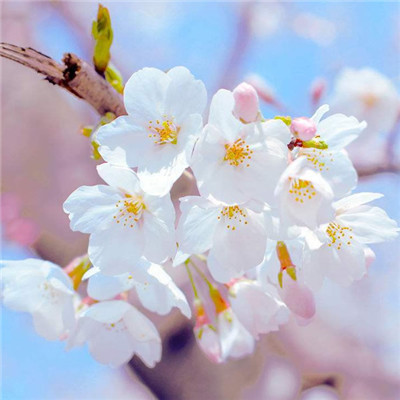 能带来财运的微信头像_WWW.TQQA.COM