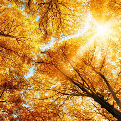 能带来财运的微信头像_WWW.TQQA.COM