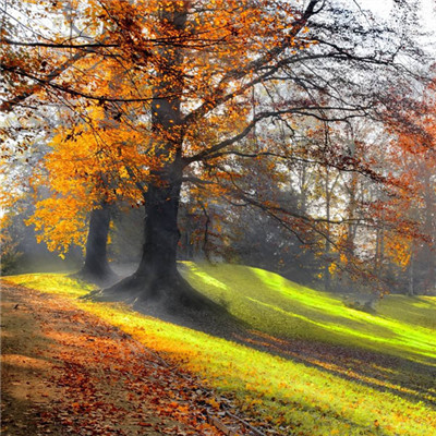 能带来财运的微信头像_WWW.TQQA.COM